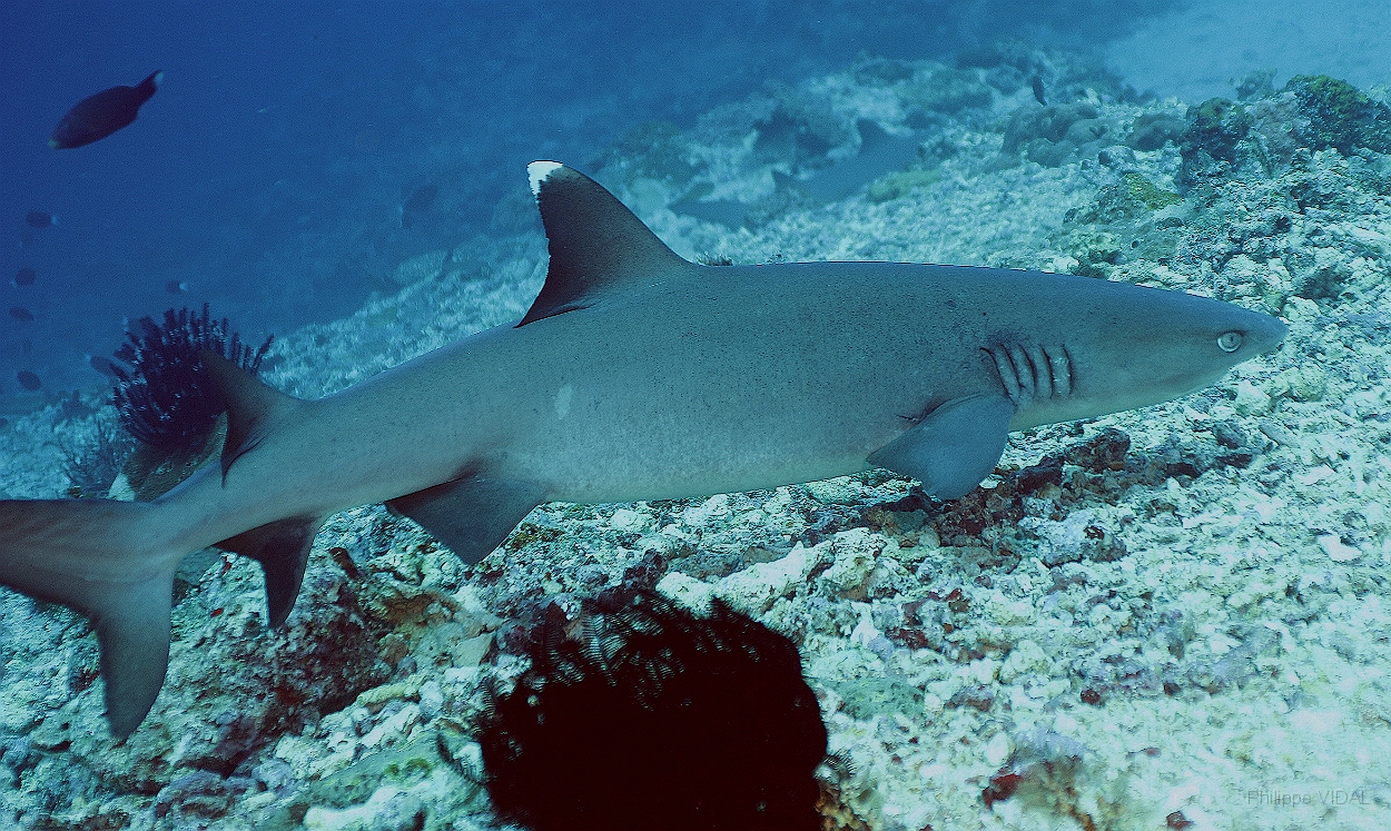Sipadan_2015_Requin corail ou Aileron blanc du lagon_Triaenodon obesus_IMG_2067_rc.jpg